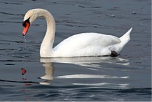 Cavalierelatino - Swan in the lake with reflection (by).jpg